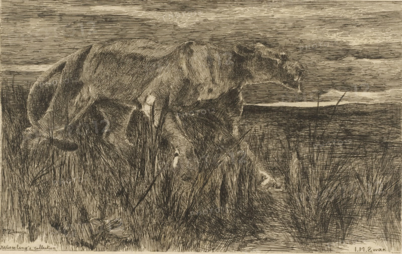 The mouse (bric-à-brac) (original title), Dead mouse, sandal and figurehead of a ship, print, printmaker: Philip Zilcken, 1867 - 1890, paper, etching, drypoint, intaglio printmaking technique, height 171 mm x width 118 mm, shoes, sandals, rodents: mouse, parts of ship's exterior: figure-head, A detailed monochrome etching shows two cows standing in tall grass near a flat horizon. The animals are rendered with fine, closely spaced lines emphasizing their textured coats, muscular forms, and facial features; one cow is positioned with its head lowered and partially obscured by grass while the other faces more to the right with its profile visible. The foreground is dense with slender blades and clumps of vegetation, some crossing over the animals, and the background displays a wide, streaked sky above a distant, horizontal land or water plane. The overall composition is dominated by linear mark-making and crosshatching that define shadows, contours, and the natural setting.