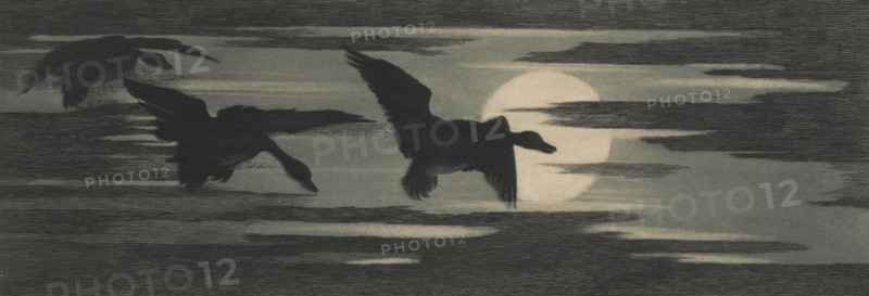 Three ducks migrating past the setting sun, print, printmaker: attributed to Marc Henry Meunier, 1895, Attributed to, paper, etching, intaglio printmaking technique, etching with plate tone in blue-gray, height 164 mm x width 404 mm, sunset, water-birds: duck, A horizontal scene showing three dark silhouettes of birds in flight against a muted, textured background with a large pale circular shape partially obscured by thin horizontal streaks. The birds have spread wings and extended necks, each captured at a slightly different angle, and the background features layered, linear shading and soft contrasts between darker and lighter bands.