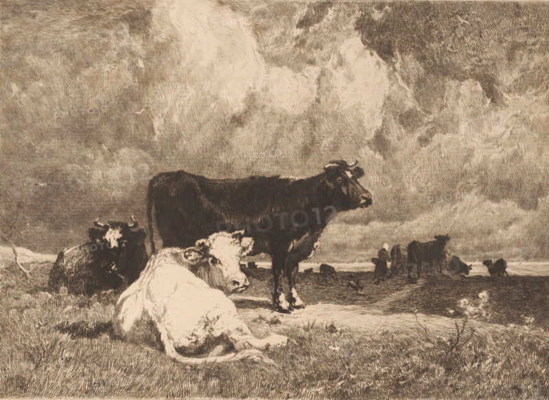 La Falaise., Cows in a landscape under a cloudy sky, print, printmaker: Théophile Chauvel, France, after painting by Emile van Marcke de Lummen, printer (person): François Liénard, Paris, 1876, printer (person), paper, etching, drypoint, intaglio printmaking technique, height 240 mm x width 307 mm, Published in l'Art in 1876., cow, A group of cows in a field under a dramatic sky rendered in monochrome etching style, with one cow lying in the foreground facing slightly toward the viewer, a larger dark cow standing behind it, other cows reclining or standing farther back across the landscape, textured grass beneath them, and a sky filled with dense, swirling cloud patterns.