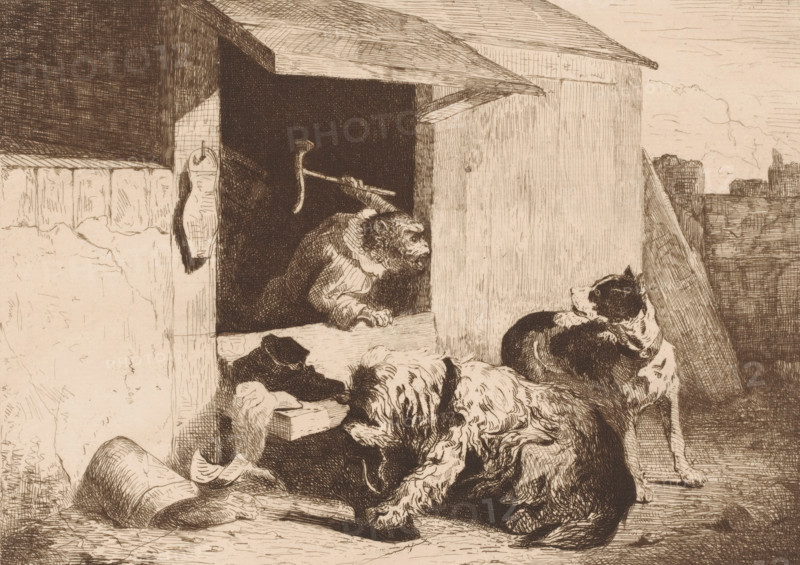 Monkey dressed as a shoemaker chasing away two dogs biting shoes, Le singe savetier, The shoemaker, print, Numbered top right: 113., printmaker: Zacharie Noterman, 1830 - 1890, paper, etching, intaglio printmaking technique, height 238 mm x width 317 mm, dog, monkeys, apes, shoe-maker, cobbler, tools, aids, implements, crafts and industries: hammer, A sepia-toned etching shows a wooden structure with an overhanging roof and a dark interior opening from which a monkey leans out holding a hooked tool, its face turned toward a group of three dogs; one dog sits alert and looks back toward the opening, another dog lies with its head raised and fur detailed in flowing lines, and a third dog reclines with its head down; a hanging object is affixed to the wall beside the opening, rough planks and textured walls form the surrounding surfaces, and the ground in front of the structure is shaded with fine crosshatching.