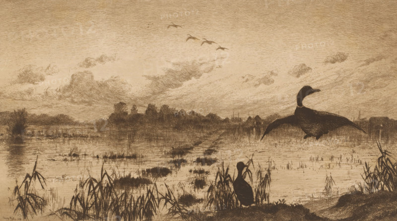 Landscape with wild ducks at evening, print, mark: 'Antwerpsche Etsers 1880', printmaker: Henri Rul, 1872 - 1913, paper, etching, intaglio printmaking technique, height 239 mm x width 320 mm, water-birds: duck, water course, A wide marsh scene rendered in sepia tones shows tall grasses and reeds in the foreground with a small bird perched among them, a larger bird in mid-flight to the right with wings spread, and a calm reflective water surface dotted with tufts of vegetation leading toward a distant tree-lined horizon; low clouds streak across the sky and a small group of birds flies near the upper center, while soft, fine lines create texture throughout the landscape.
