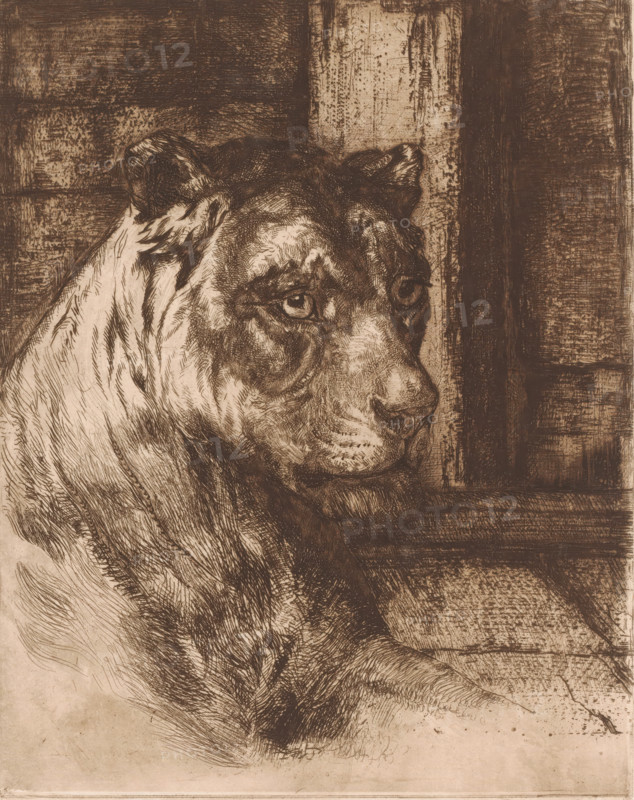 Head of a lying lioness, print, number: '5.', printmaker: attributed to Joseph Schippers, 1878 - 1913, Attributed to, paper, etching, intaglio printmaking technique, roulette, retroussage, height 238 mm x width 189 mm, beasts of prey, predatory animals, A detailed monochromatic etching of a large cat shown in profile, with its head turned slightly toward the viewer; the animal has rounded ears, expressive eyes, a broad nose, and visible whisker pads, and its fur is rendered with dense, fine crosshatching and varied line work creating textured light and shadow; behind the cat there are rough vertical and horizontal wooden planks or panels with worn, scratched surfaces, and the foreground includes a flat surface beneath the cat with similar etched texture.
