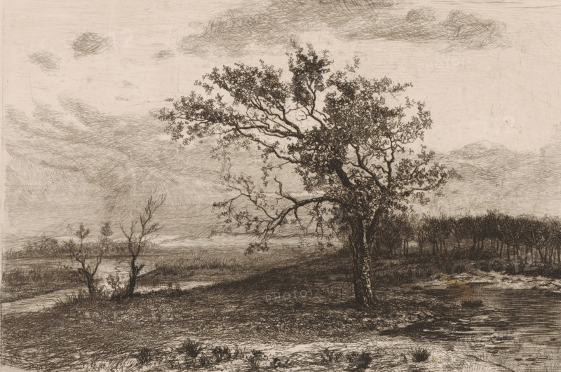 Landscape in the Kempen, print, printmaker: Jerôme Tuyttens (signed by artist), c. 1850 - 1883, paper, etching, drypoint, intaglio printmaking technique, height 230 mm x width 317 mm, A sepia-toned landscape drawing showing a large, detailed tree in the foreground with a textured trunk and many twisting branches covered in small leaves, a gently sloping ground with grass tufts and low vegetation, a body of water reflected faintly near the left middle ground, sparse leafless shrubs and small trees along the shoreline, a dense line of trees forming a distant dark band across the middle right, and a sky filled with wispy, crosshatched clouds and subtle horizontal striations.