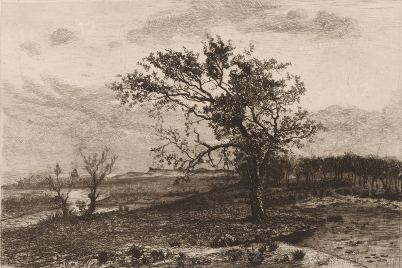 Landscape in the Kempen, print, printmaker: Jerôme Tuyttens, c. 1850 - 1883, paper, etching, drypoint, intaglio printmaking technique, height 229 mm x width 317 mm, A sepia-toned landscape etching showing a large, leafy tree with a textured trunk in the foreground, its branches spreading across the middle of the scene and silhouetted against a lightly clouded sky. To the left, smaller bare-branched trees stand near a reflective water area, while a distant low ridge or hill appears on the horizon. On the right, a dense stand of slender trees forms a darker mass, and the foreground ground is uneven with tufts of grass and scratched detailing. The sky features several soft, crosshatched clouds and fine linear marks.