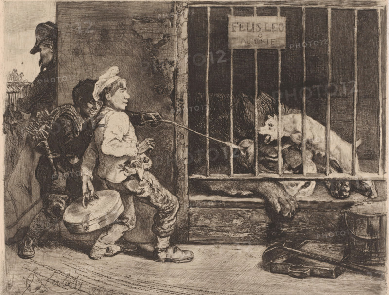 Two boys teasing a lion, print, Two boys stick a branch through the bars of a lion cage. A guard dog defends the sleeping lion. A sign hangs on the bars with the text 'Felis Leo Algerie'., printmaker: Charles Verlat, 1869, paper, chine collé, etching, drypoint, retroussage, intaglio printmaking technique, height 202 mm x width 250 mm, beasts of prey, predatory animals: lion, child teasing animals, A monochrome etching showing a scene with a barred cage on the right containing several animals, one light-colored dog standing with its mouth open and darker animals crowded behind the bars, and a large paw or limb resting over the lower ledge; to the left of the cage two young boys stand near a wall, one facing the cage wearing a cap and simple clothing and holding a string that extends into the cage, the other boy behind him leaning forward with a satchel and a bundle of sticks on his back and carrying a round case in a hand; a man in a brimmed hat stands in the background turned away with...