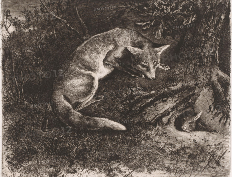 Fox hunting a rabbit, print, workshop stamp: 'Galerie C. Verlat', printmaker: Charles Verlat, 1834 - 1890, paper, chine collé, etching, drypoint, intaglio printmaking technique, retroussage, height 196 mm x width 247 mm, rodents: rabbit, beasts of prey, predatory animals: fox (animal(s) in pursuit), A monochrome etching shows two foxes curled among textured ground and tree roots, one fox lying with its head turned and ears alert while the other rests with its head lowered near a hollow; detailed fur strokes, shadows, surrounding grasses, leaves, and a gnarled tree trunk are visible across the scene.