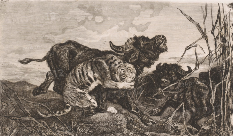 Buffaloes attacked by a tiger, print, printmaker: Charles Verlat, 1868, paper, etching, drypoint, intaglio printmaking technique, retroussage, aquatint, height 216 mm x width 300 mm, beasts of prey, predatory animals: tiger, hoofed animals: buffalo, A monochrome etching shows a scene with a striped big cat clamped around the neck of a large horned bovine, the cat's body pressing against the bovine's flank and its paws gripping the animal's head. The bovine's head is thrown back, horns curved, and its mouth appears open while another bovine lies partly obscured nearby. Grasslike stalks and broken branches frame the right side and foreground, with textured ground beneath. The sky is rendered with soft, cloudlike washes above the detailed linework of the animals and vegetation.