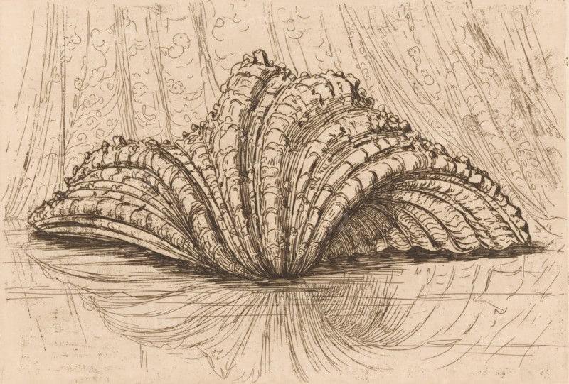 Shell, print, printmaker: Maurits van der Valk (signed by artist), 1867 - 1914, paper, etching, intaglio printmaking technique, height 134 mm x width 195 mm, scallop, ornament, A detailed pen-and-ink drawing of a large, fan-shaped shell or scallop resting on a flat surface, rendered with dense parallel and curved lines that form layered, ribbed segments and textured edges. The shell spreads outward from a central base with tightly curved ridges and scalloped contours, showing intricate cross-hatching and small jagged marks along the outer rims. Reflected lines beneath the shell suggest a mirrored surface with long, radiating strokes and softer curved lines continuing the shell’s pattern. The background features vertical, flowing drapery-like strokes and looping, cloudlike swirls, with scattered fine scratches and speckled marks across the paper. The overall color is a warm, aged sepia with varying line density creating shadows and depth.