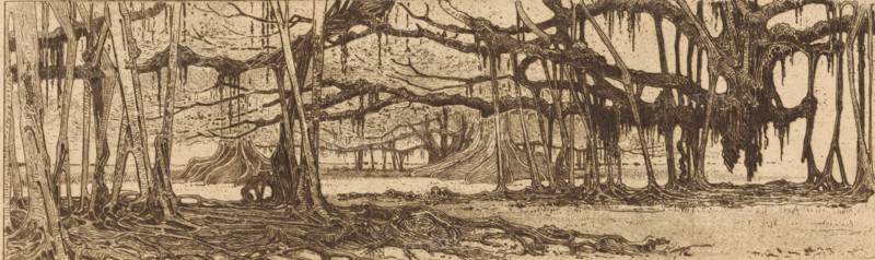 In the garden at Buitenzorg (original title), Waringin trees in a garden in Buitenzorg, print, Waringin trees, also called weeping figs, with aerial roots, in a garden in Buitenzorg, present-day Bogor. On verso a fragment of an etching with sailing ships at sea., printmaker: Wijnand Otto Jan Nieuwenkamp (signed by artist), in or after 1898, paper, zinc etching, intaglio printmaking technique, etching with plate tone on zinc, height 106 mm x width 306 mm, trees, Java, Buitenzorg (West-Java), West-Java, An intricate sepia-toned ink drawing of a swampy forest with many trees of varying thickness, long exposed roots twisting over the ground, and hanging moss or drapery-like growths suspended from branches; the composition stretches wide with dense root systems in the foreground, slender trunks rising and curving, a layered background of more distant trees and arching branches, and areas where large horizontal limbs create canopy-like forms with dripping textures, all rendered with fine lin...