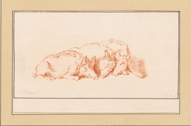 Three lying pigs, print, The print is loose in an album, see pages 126-128., inscription: 'J Cootwijk, Fecit', printmaker: Jurriaan Cootwijck, Amsterdam, after drawing by Paulus Potter, 1724 - 1798, paper, print drawing, crayon manner, etching in crayon manner, printed in red, height 105 mm x width 171 mm, The print was included in: Collection d'imitations de dessins d'après les principaux maîtres hollandais et flamands, London, C. Josi, 1821., hoofed animals: boar, A rectangular framed drawing shows three animals lying close together, sketched in a reddish-brown tone on a light background. The animals have furry bodies, pointed ears, and closed eyes, with their heads resting near each other and noses almost touching. The fur is rendered with short, directional strokes and there are shaded areas beneath and behind the group. The drawing is centered within a bordered mat with a wider outer margin in a pale beige color.