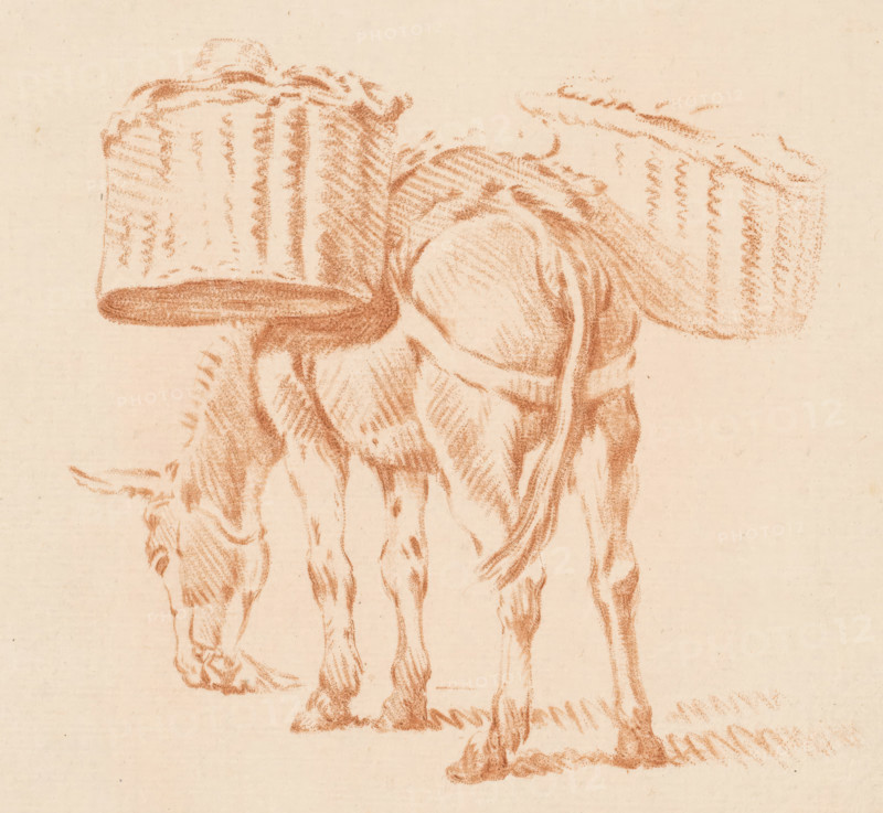 Loaded donkey, print, A donkey with two baskets on its back. The print lies loose in an album, see pages 126-128., printmaker: Jurriaan Cootwijck, Amsterdam, after drawing by Pieter van Bloemen, 1724 - 1798, paper, print drawing, crayon manner, etching in crayon manner, printed in red, height 148 mm x width 169 mm, The print was included in: Collection d'imitations de dessins d'après les principaux maîtres hollandais et flamands, London, C. Josi, 1821., ass, donkey, pack-animal, A red chalk drawing on beige paper showing the rear half of an animal with its head lowered and legs visible, the animal is carrying two large textured panniers or bundles on its back with visible woven-like patterns and rounded edges, the fur and muscle contours of the animal are indicated by short parallel strokes and shading, the hooves rest on a rough ground indicated by horizontal chalk marks.