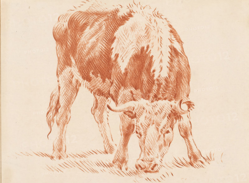 Grazing ox, print, The print is loose in an album, see pages 126-128., inscription: 'J. Cootwijk, Fecit', Wurzbach 17, printmaker: Jurriaan Cootwijck, Amsterdam, after drawing by Pieter van Bloemen, 1724 - 1798, paper, print drawing, etching, crayon manner, etching in crayon manner, printed in red, height 148 mm x width 198 mm, ox, A close-up red chalk drawing of a grazing bovine shown from the rear to the head, with textured fur strokes over its back and neck, curved horns, lowered head touching the ground, visible legs and hooves, and short grass rendered beneath its muzzle on a pale paper background.