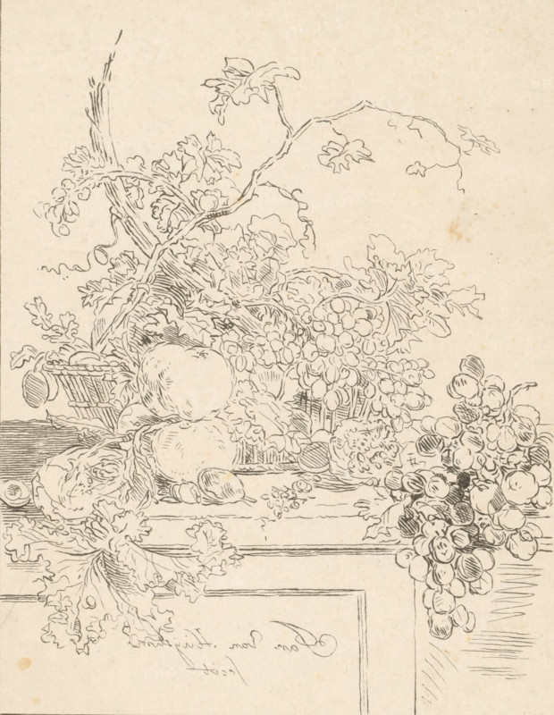 Basket of fruit, print, The print is loose in an album, see page H. 66., printmaker: Bernhard Schreuder, Netherlands, after drawing by Jan van Huysum, 1767 - 1780, paper, print drawing, etching, counterproof, counterprint of etching, proof print, height 246 mm x width 193 mm, fruit, A detailed black ink line drawing on aged paper showing a still life arrangement of fruit and foliage, including clusters of round fruit resembling grapes cascading down the right side, larger round fruits positioned near the center, leafy vines and tendrils woven among the fruit, a woven basket partially visible behind the fruit, textured leaves with ruffled edges filling the upper and left areas, and wooden planks or a framed surface forming horizontal and vertical lines beneath and around the arrangement.