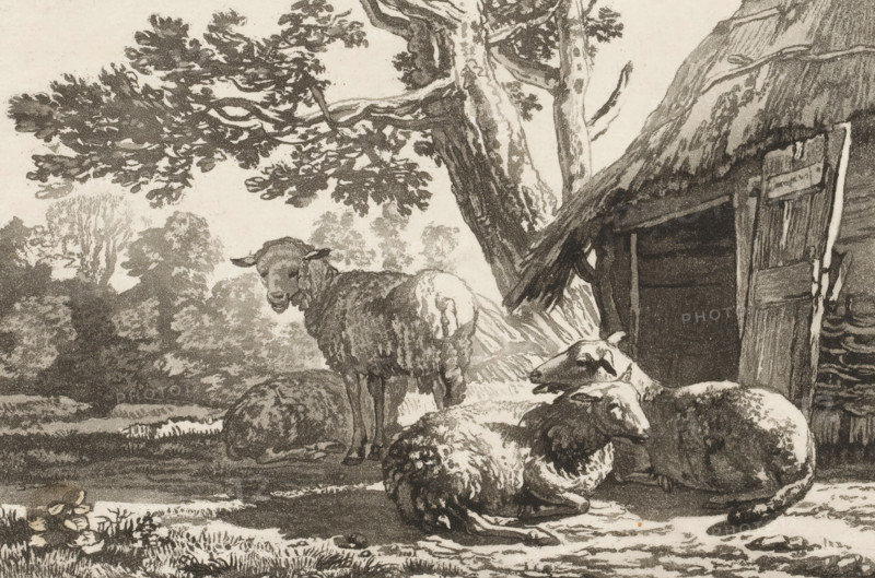 Sheepfold, print, Four sheep by the open sheepfold. The print is loose in an album, see page 44., printmaker: Cornelis Brouwer, after drawing by Karel du Jardin, supervision: Cornelis Ploos van Amstel, Amsterdam, 1781 - 1787, paper, print drawing, transfer print, proof print with register holes, height 171 mm x width 223 mm, sheep, A monochrome scene shows a group of sheep in a shaded rural setting beneath a large tree with spreading branches and textured bark; some sheep are standing while others are lying on the ground near a thatched structure with a partially open wooden door, and surrounding foliage and distant trees fill the background.