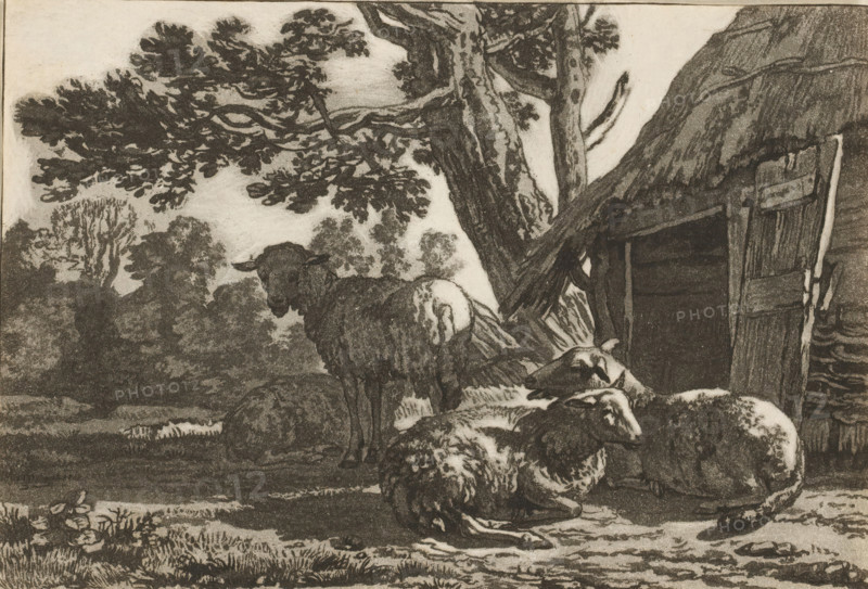 Sheepfold, print, Four sheep by the open sheepfold. The print is loose in an album, see page 44., printmaker: Cornelis Brouwer, after drawing by Karel du Jardin, supervision: Cornelis Ploos van Amstel, Amsterdam, 1781 - 1787, paper, print drawing, transfer print, proof print, height 119 mm x width 172 mm, sheep, A monochrome pastoral scene shows several sheep gathered near a rough wooden shelter at the base of a large, textured tree with spreading branches and dense foliage. One sheep stands facing forward while others rest on the ground with curled bodies and woolly coats. The shelter has a dark interior and a slatted, weathered door leaning at an angle. In the background there are masses of trees and leafy canopies and a suggestion of open ground with tufts of grass and low vegetation in the foreground. The overall image is rendered in detailed shading and line work, creating contrasts between the animals, the tree bark, and the surrounding foliage.