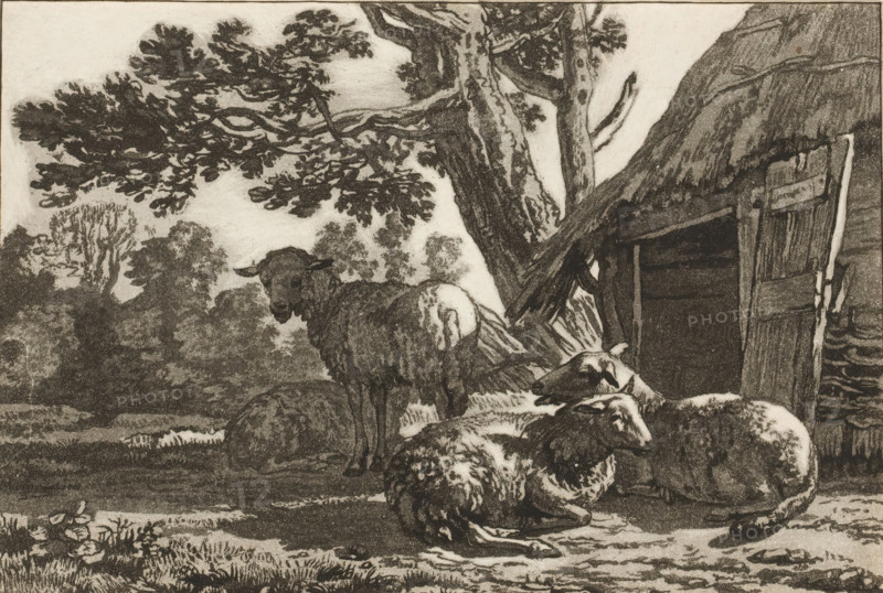Sheepfold, print, Four sheep by the open sheepfold. The print is loose in an album, see page 44., printmaker: Cornelis Brouwer, after drawing by Karel du Jardin, supervision: Cornelis Ploos van Amstel, Amsterdam, 1781 - 1787, paper, print drawing, transfer print, proof print, height 118 mm x width 173 mm, sheep, A monochrome scene shows a group of sheep gathered near a large tree and a rustic wooden structure; one sheep stands facing slightly toward the viewer while several others lie or rest on the ground in the foreground. The tree has a thick, textured trunk with spreading branches and leafy foliage that extends across the upper portion of the image. The wooden structure beside the tree appears weathered with a partially open door and visible planks. In the background there are silhouettes of distant trees and undergrowth, while the ground in the foreground shows grasses, small plants, and textured terrain. The overall image is rendered with detailed shading and tonal variation.