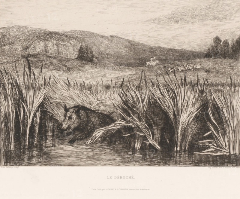 Hunt for a wild boar, Le débuché, print, Numbered 50 in the upper right., printmaker: Albert de Balleroy, France, publisher: Auguste Delâtre, Paris, publisher: Cadart & F. Chevalier, A., 1863, paper, etching, intaglio printmaking technique, height 240 mm x width 320 mm, Belongs to a series of four etchings for the publications of Cadart (IFF after 1800)., boar-hunting, pond, pool, A detailed black and white etching shows a marshy foreground with tall, strappy reeds and grasses framing a partially submerged boar lying in shallow water, its head turned slightly and its body nestled among the plant stems. Behind the boar the landscape opens to rolling, textured hills rendered with fine crosshatching and a few clustered trees on a distant ridge. Near the middle distance a small group of hounds and a mounted rider are depicted in motion on a gently sloping plain. The sky above is lightly sketched with horizontal lines and sparse, wispy clouds. The lower portion of the image contains a wide ...