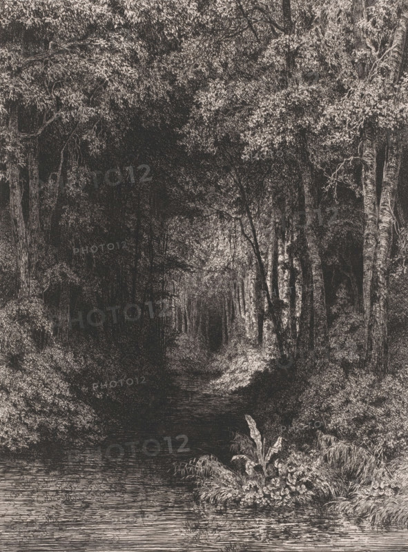 Stream through the forest, print, printmaker: César de Cock, 1833 - 1879, paper, chine collé, etching, roulette, etching and roulette on chine collé, height 325 mm x width 245 mm, forest, wood, river, A densely shaded scene of a forested area with tall trees lining a dark, narrow path that leads into deeper woods, leafy canopies creating patterned light and shadow, textured trunks and branches visible along the sides, undergrowth and bushes filling the lower areas, a cluster of broad-leaved plants and flowers near the foreground beside a calm body of water with subtle horizontal ripples, and detailed foliage and grasses framing the water’s edge.