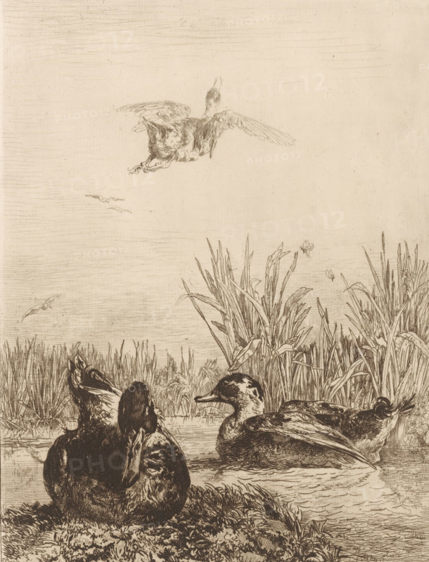 Wild ducks, Wild ducks in a pond, print, Numbered top right: 13., printmaker: Jules Joseph Augustin Laurens, France, printer (person): Delâtre, Paris, publisher: Cadart & F. Chevalier, A., 1863, printer (person), paper, etching, engraving, drypoint, intaglio printmaking technique, height 318 mm x width 238 mm, Published in: 'Société des aquafortistes', 1863., water-birds: duck, pond, A detailed monochrome etching shows several waterfowl resting by a marshy shoreline with tall grasses and reeds; one bird is in flight above with wings extended while others float on the water or sit on the bank, their feathers rendered with fine linework and shading; the sky is mostly empty with faint horizontal lines and a few small distant birds, and the foreground includes textured grassy clumps and rippling water around the ducks.