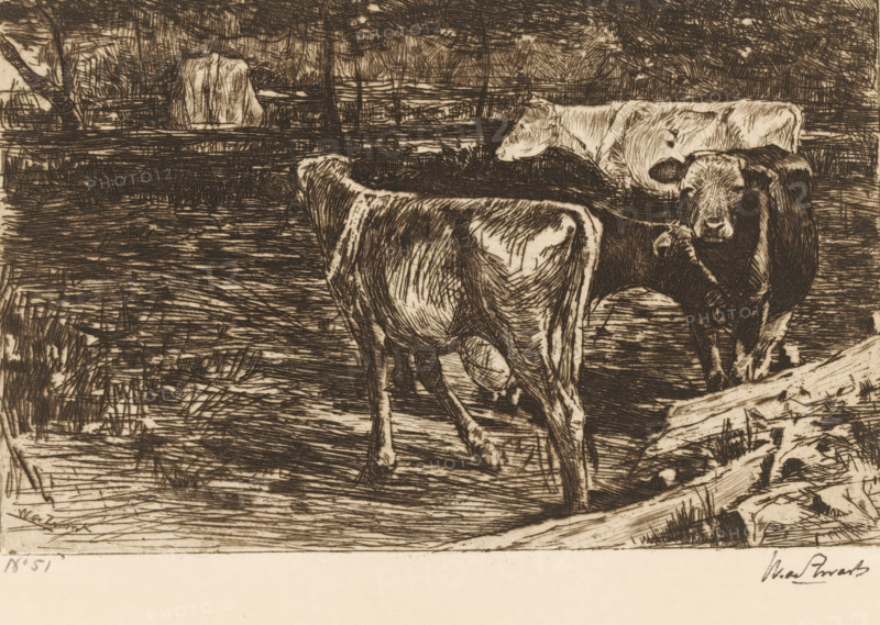 Four cows in a meadow, Melkbocht (original title), print, printmaker: Willem de Zwart (signed by artist), c. 1885, paper, etching, drypoint, intaglio printmaking technique, height 128 mm x width 202 mm, meadow, pasture, cow, A sepia-toned etching showing a rural scene with three cows standing on textured ground near a body of water, rendered with dense crosshatching and fine lines; one cow faces toward the viewer on the right with visible facial features and darker shading, a second cow is turned away showing its hindquarters and patterned coat, and a third cow stands in the midground facing left; the background contains heavily hatched trees, grasses, and a suggestion of reeds along the water's edge, while the foreground includes rough wood and tufts of grass with varied linear marks throughout the composition.