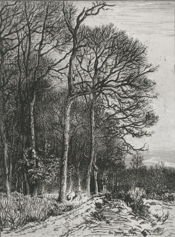 Landscape at the edge of a forest, Lisière du bois, print, printmaker: Charles Emile Jacque, printer (person): Delamain-Duval, Paris, 1850, printer (person), paper, etching, roulette, engraving, intaglio printmaking technique, height 258 mm x width 197 mm, woodgathering, woodgatherer, fringe, edge of the wood, A monochrome etching showing a stand of tall leafless trees with intricate branching patterns against a textured sky, dense undergrowth and shrubs at the base of the trunks, a winding dirt path or clearing in the foreground bordered by grasses and low plants, and a rounded rock or stump lying beside the path, all rendered with fine linear hatching and crosshatching.