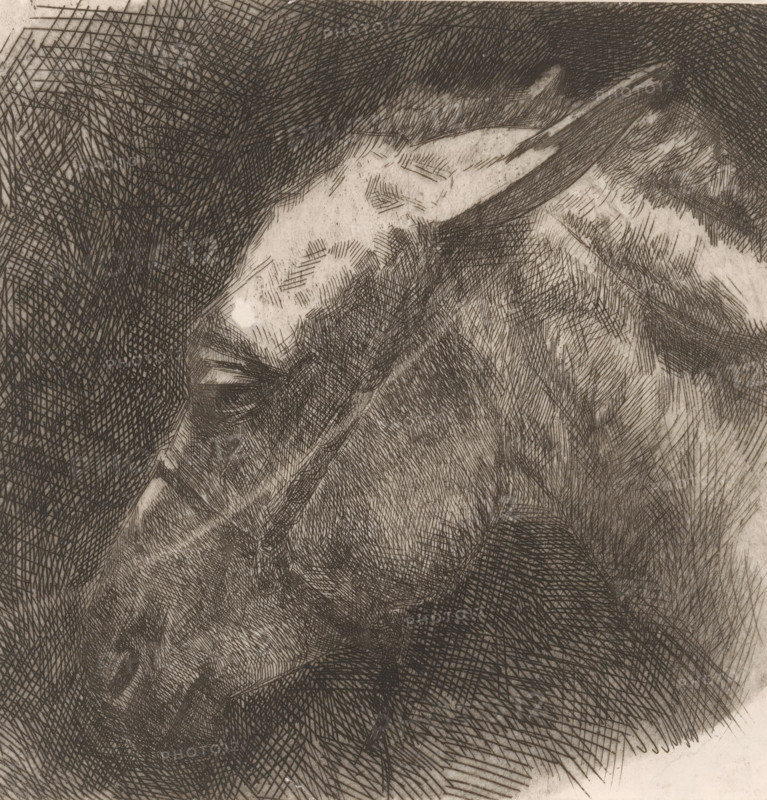Head of a mule, print, printmaker: Maurits van der Valk, 1867 - 1935, paper, etching, drypoint, intaglio printmaking technique, height 147 mm x width 143 mm, mule, A close-up monochrome drawing using dense crosshatched lines forming a textured surface that suggests curved forms; a lighter area contrasts with darker hatched regions, with a prominent elongated light shape near the top center that narrows to a pointed end, surrounded by overlapping short and long hatch marks; beneath and around this shape, layered dark crosshatching creates shadowed contours and rounded shapes, with variations in line density producing gradients and rough texture across the composition.