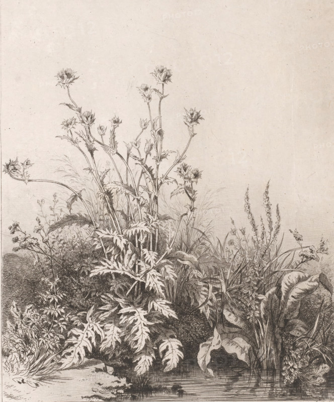 Pool with thistle, Chardon aquatique., Suite de six plantes, print, Series number, 1, 6, printmaker: Eugène Bléry, France, 1847, paper, chine collé, etching, drypoint, engraving, roulette, engraving and roulette on chine collé, height 251 mm x width 205 mm, plants and herbs: thistle, pool, puddle, A detailed monochrome botanical drawing showing a dense cluster of tall spiky-flowered plants with serrated leaves rising from a tangle of grasses and broad-leaved foliage beside a calm water edge, rendered in fine pen strokes with varied shading and hatching; multiple slender stems topped by thistle-like blooms and buds stand above layered ground plants and tufts of grass, while larger smooth leaves and elongated grass blades intermix with textured roots and low undergrowth, all set against a pale, minimally marked background.
