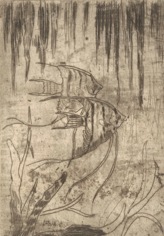 Two ornamental fish (original title), print, printmaker: Janus de Winter, 1892 - 1951, paper, etching, drypoint, intaglio printmaking technique, height 170 mm x width 118 mm, fishes, A monochrome drawing of underwater scene showing elongated vertical streaks at the top resembling hanging water plants, with a pair of striped angelfish rendered in fine pencil lines near the center, one fish partly overlapping the other. Curving ribbon-like seaweed and textured plant stems sweep across the lower half, with crosshatched shading on fins and bodies. The paper has a weathered, grainy background with smudges and subtle tonal variations throughout.