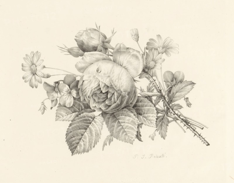Bouquet with a rose, Receuil de dessins sur pierre, Series of lithographs, print, album page, Print is part of an album., printmaker: Pierre Joseph Redouté, 1818 - 1819, paper, lithography, height 299 mm x width 439 mm, flowers, flowers: rose, A detailed pencil drawing of a floral arrangement featuring a large fully opened rose with layered petals and a single visible teardrop on one petal, surrounded by rosebuds, daisy-like flowers with radiating petals and textured centers, small five-petaled blossoms, and clustered leaves with serrated edges and visible veins; thin stems and thorny branches extend from the arrangement, and delicate shading creates depth against a plain light background.