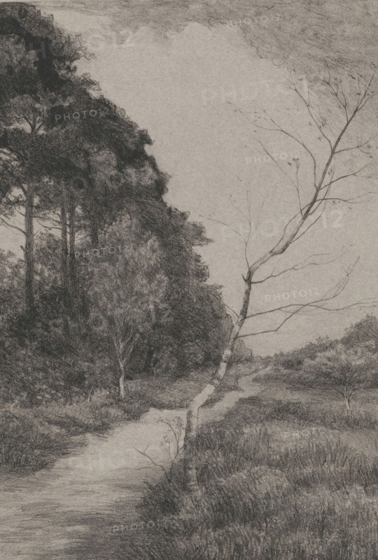 Road between trees, print, printmaker: Jan Veth, 1886, paper, etching, intaglio printmaking technique, height 240 mm x width 161 mm, road, path, A monochrome pencil drawing of a landscape showing a dark, densely shaded stand of tall trees on the left and a slender, lighter-toned birch with bare branches leaning into the scene from the right, a narrow winding path or stream running from the foreground toward the background between grassy banks, varied textures of foliage and underbrush, and a softly shaded sky above.