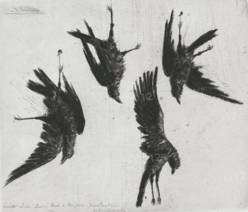 Four dead crows hanging on a wall, print, annotation: 'Pointe Seche ... tiré à ... par l'autoriteit', printmaker: Henri Charles Guérard (signed by artist), 1856 - 1897, Henri Charles Guérard, printmaker, paper, drypoint, height 216 mm x width 254 mm, song birds: crow, Several dark, sketch-like bird figures appear against a pale, textured background, each rendered with rough, feathery strokes; some birds are shown inverted with wings outstretched and heads pointing downward, while others display wings folded or partially extended, and thin legs and clawed feet extend from a few of the bodies; the background shows faint scratches and smudges and the overall palette is monochromatic with stark contrasts between the dark birds and the light surface.