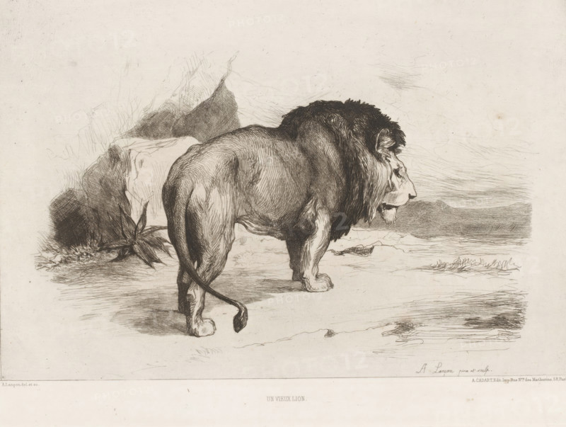 Un vieux lion, Lion, L'eau-forte en 1874, French etching from 1874, print, Series number, 14, 30, collector's mark: 2228, collector's mark: 'AFE v S', watermark, printmaker: Auguste André Lançon, after design by Auguste André Lançon, publisher: Alfred Cadart, Paris, 1874, Auguste André Lançon, Alfred Cadart, printmaker, publisher, paper, etching, drypoint, intaglio printmaking technique, height 237 mm x width 317 mm, beasts of prey, predatory animals: lion, A detailed monochrome drawing of a large lion viewed from the side and slightly from behind, showing its muscular body, shaggy mane, and long tail with a tufted end; the lion stands on a flat ground with visible paw details and textured fur lines, facing toward a horizon; to the left behind the lion are rocky formations and foliage rendered with fine crosshatching, while the background to the right shows a subtly sketched distant landscape and textured sky.