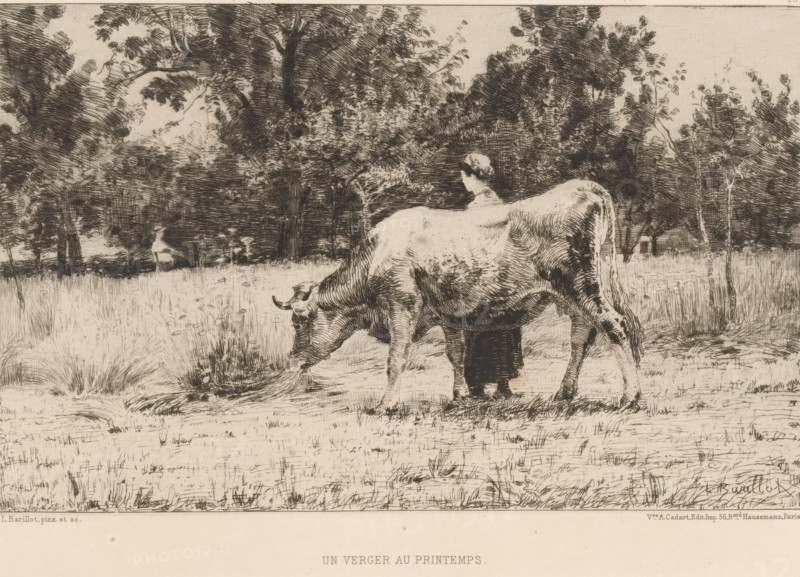 Woman and cow in meadow, Un verger au printemps, French etchings from 1878, L'eau-forte en 1878, print, Series number, 19, 30, collector's mark: 'AFE v S', watermark, printmaker: Léon Barillot, publisher: widow Alfred Cadart, Paris, 1878, paper, etching, drypoint, intaglio printmaking technique, height 200 mm x width 278 mm, meadow, pasture, cow, A sepia-toned etching shows a large grazing cow in the foreground with its head lowered to the grass, partially obscuring a standing figure behind it who appears to be wearing a dress and a head covering; the scene is set in a grassy meadow edged by dense trees and foliage with varied trunks and leafy canopies, and a distant figure is faintly visible among the trees; fine crosshatched lines create texture in the grass, the animal’s hide, the tree bark, and the shaded sky.