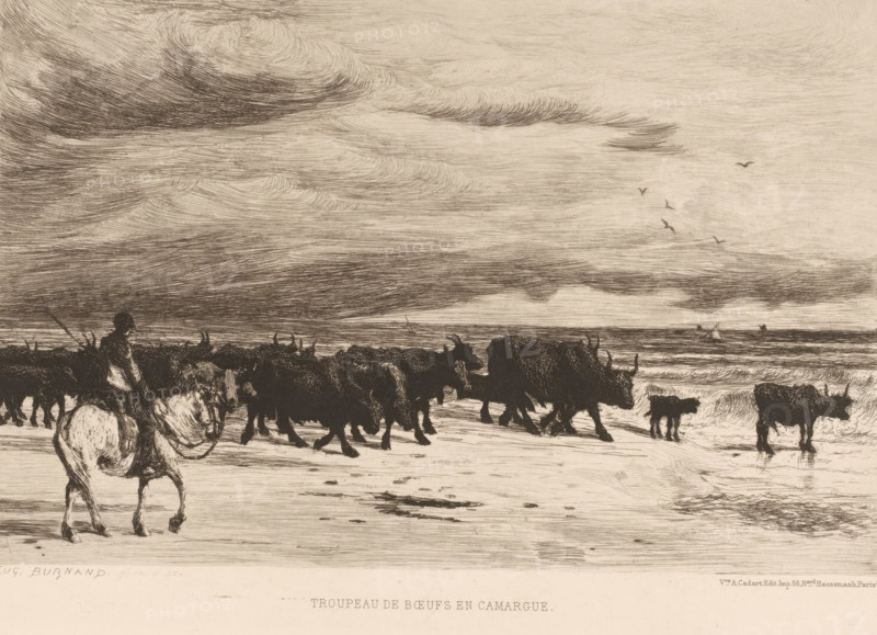 Herd of cattle, Troupeau de boeufs en Camargue, French etchings from 1879, L'eau-forte en 1879, print, Series number, 25, 30, collector's mark: 'AFE v S', printmaker: Eugène Burnand, publisher: widow Alfred Cadart, Paris, 1879, paper, etching, drypoint, intaglio printmaking technique, height 199 mm x width 278 mm, bovine cattle, herd, flock, Provence-Alpes-Côte d'Azur, Camargue, A wide horizontal scene rendered in sepia tones shows a herd of dark, horned cattle walking along a shoreline with shallow water and wet sand, their silhouettes and reflections visible; a figure on a light-colored horse leads or accompanies them at the left foreground, the rider and horse sketched with visible reins and saddle details; the sky above is filled with sweeping, textured cloud strokes and a few birds in flight, while in the distance small sailboats are seen on the horizon.
