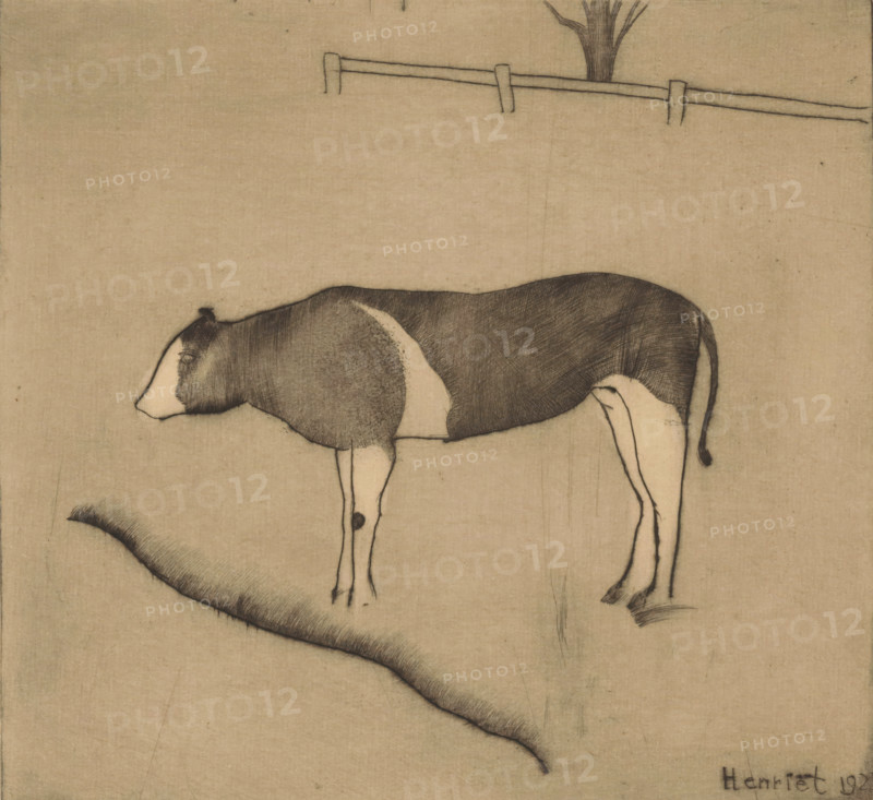 Cow standing by a riverbank, print, In the background a fence and a tree., inscription: 'Mr. Kist', printmaker: Henk Henriët (signed by artist), 1925, paper, etching, intaglio printmaking technique, height 170 mm x width 183 mm, cow, A simple line drawing on a textured beige background shows a side view of a cow with a darkly shaded back and head and lighter underbelly and legs, slender legs with subtle shading and a small dark spot on one leg, a thin tail with a darker tip, a gently curving shaded landform beneath the cow, and higher in the scene a faint horizontal fence with posts and the lower portion of a tree trunk above it.