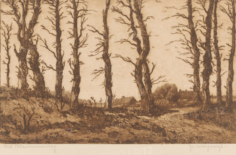 Oud Blaricummerweg (original title on object), print, Forest view with two farms in the distance., collector's mark: 'qJh', printmaker: Hendrik Weegewijs (signed by artist), 1905 - 1964, Hendrik Weegewijs, printmaker, paper, etching, intaglio printmaking technique, etching with plate tone, print in brown, height 200 mm x width 299 mm, forest, wood, farm or solitary house in landscape, A horizontal sepia-toned etching depicts a row of tall, leafless trees with textured, gnarled trunks and many thin branches set against a pale sky, with small birds sketched in flight; in the midground a thatched-roof building and clustered trees are partially visible between the trunks; the foreground shows uneven, grassy ground with low vegetation, bushes, and exposed roots, and a narrow dirt path winding toward the background; the image has a pale border along the bottom with faint handwritten marks.