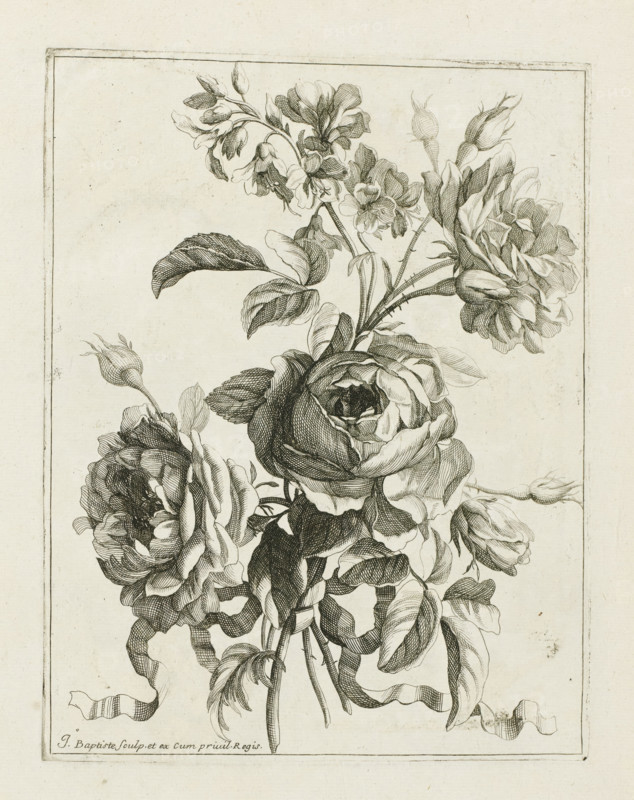 Bound bouquet, Les Petits Bouquets, print, album page, Bound bouquet. Print is part of an album., printmaker: Jean Baptiste Monnoyer, Paris, grantor of privilege: Louis XIV (King of France), c. 1680 - c. 1695, paper, etching, height 225 mm x width 176 mm, cut flowers, nosegay, bunch of flowers, A detailed monochrome botanical engraving of a bouquet of roses and buds, showing multiple fully opened blossoms with layered petals, several partially opened buds, slender stems with thorns, and elongated leaves with visible veining; a flowing ribbon weaves around the stems and hangs down, and a narrow rectangular border frames the composition against a plain textured background.