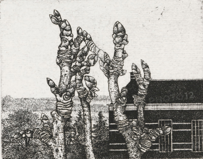 Tree buds, print, Tree buds in the foreground, a house in the background., signature: 'KEES STOOP', inscription: 'bought during our first visit, 2 Aug. 1977, IN: 75, 76?', printmaker: Kees Stoop (signed by artist), c. 1975 - in or before 1977, paper, etching, height 177 mm x width 170 mm, height 100 mm x width 124 mm, trees, A black and white drawing shows tall, knobbly tree trunks with rounded bud-like protrusions and textured bark rising in the foreground, detailed with stippling and crosshatching; behind them a building with a dark roof and rectangular windows is partially visible on the right, and low grasses and shrubs fill the lower background under a pale, textured sky.