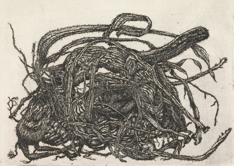 Tangle of branches, print, Tangle of branches., signature: 'KEES STOOP', print maker: Kees Stoop (signed by artist), 1944 - c. 1990, printmaker, paper, etching, height 132 mm x width 157 mm, height 95 mm x width 127 mm, trees (root, tuber), A dense tangle of dark, threadlike roots and vines fills the image, with thicker rope-like stems looping and arching across the top and thinner fibrous strands interwoven throughout, all depicted in a textured, stippled style against a light, slightly mottled background.