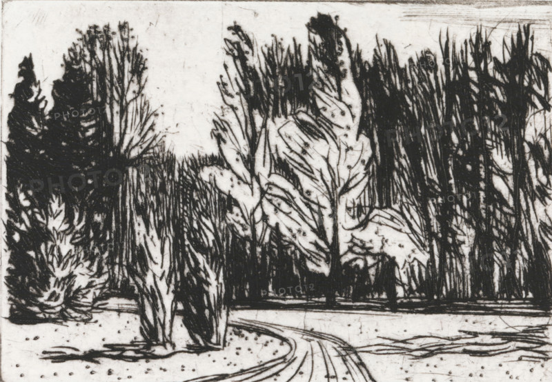 Park, print, Park with a road in the middle that curves to the left around two cypress trees., signature: 'KEES STOOP', printmaker: Kees Stoop (signed by artist), c. 1970 - c. 1975, paper, drypoint, height 200 mm x width 249 mm, height 100 mm x width 140 mm, A black and white ink drawing of a landscape showing tall, densely clustered trees and leafy plants with dark, sketchy outlines, a winding path or road in the foreground with curved lines, a flat horizontal element near the middle that could be a low wall or embankment, scattered dots and small marks across the ground, and varied textures created by dense vertical strokes and lighter, more open areas.