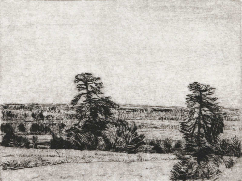 Pine trees on a sandy plain, print, the horizon below the center., signature: 'KEES STOOP', printmaker: Kees Stoop (signed by artist), 1944 - c. 1990, paper, drypoint, intaglio printmaking technique, drypoint with plate tone, height 200 mm x width 247 mm, height 110 mm x width 134 mm, trees, A wide, textured landscape rendered in monochrome shows a lightly shaded sky over a horizon of rolling fields and rough grasses, with several dark, sketchy trees of varying shapes and sizes concentrated toward the middle and right side, their branches and foliage depicted with loose, linear strokes; the foreground contains denser, darker vegetation and more pronounced lines suggesting shrubs and tufts, while the overall image has a grainy, hand-drawn quality with visible hatch marks and uneven shading.