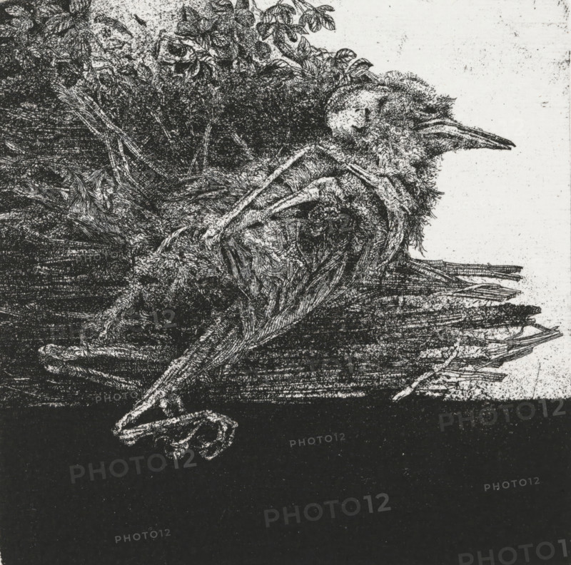 Dead bird, print, Dead, decomposing bird., signature: 'KEES STOOP', edition: '2, 30', printmaker: Kees Stoop, c. 1975 - in or before 1977, paper, etching, height 220 mm x width 200 mm, height 147 mm x width 146 mm, birds (dying animal, death of animal, dead animal), A highly detailed monochrome close-up shows a textured bird with ruffled feathers and a long pointed beak lying on a dark flat surface, its head turned to the side and wings collapsed against its body, surrounded by dense clusters of fine lines suggesting downy plumage and layered contouring.