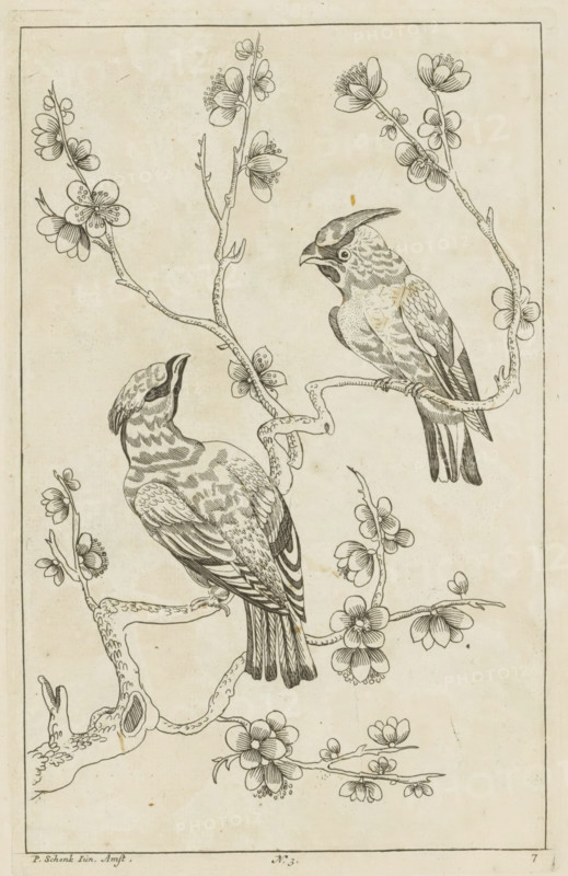 Two birds on a blossoming branch, Chinese women, flowers and birds, print, album page, ornamental print, Series number, 7, 12, Numbered bottom center: 3. Print is part of an album., printmaker: Pieter Schenk (II) (possibly), Amsterdam, after print by anonymous (possibly), 1727 - 1775, after print by, paper, etching, height 256 mm x width 163 mm, flowers, birds, Chinese, trees (flowers, blossom, blossoming), A vertical illustration shows two birds perched on intertwined flowering branches against a plain background, with delicate linework defining feathers and bark. One bird faces upward with its beak open and a patterned body including striped tail feathers, while the other faces forward with a crest and detailed wing and body markings. The branches curve and twist, bearing clusters of blossoms with rounded petals and visible stamens, and smaller buds and leaves scattered along the stems. Fine stippling and hatching provide texture on the birds and branches, and a thin border frames th...