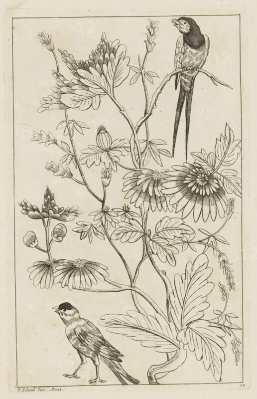 Two birds by flower branches, Chinese women, flowers and birds, print, album page, ornamental print, Series number, 10, 12, Print is part of an album., printmaker: Pieter Schenk (II) (possibly), Amsterdam, after print by anonymous (possibly), 1727 - 1775, after print by, paper, etching, height 255 mm x width 162 mm, flowers, birds, trees (flowers, blossom, blossoming), A vertical ink drawing of intertwined flowering stems and leaves filling the frame, with stylized daisy-like blossoms and clusters of smaller buds arranged along curving branches; a long-tailed bird perches on an upper branch with detailed feather markings and an open beak, while another bird stands on the ground with visible wing and tail feathers; thin stems, elongated leaves with prominent veins, and rounded petaled flowers are rendered in fine linear strokes against a light background, enclosed by a simple rectangular border.