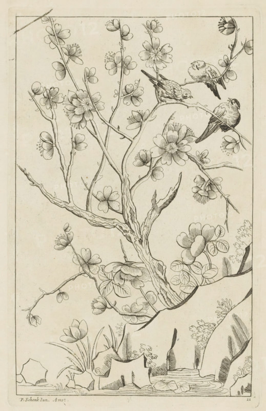 Three birds in a blossoming tree, Chinese women, flowers and birds, print, album page, ornamental print, Series number, 11, 12, Print is part of an album., printmaker: Pieter Schenk (II) (possibly), Amsterdam, after print by anonymous (possibly), 1727 - 1775, after print by, paper, etching, height 254 mm x width 160 mm, birds, trees (flowers, blossom, blossoming), A detailed ink drawing of a flowering tree branch with textured bark and multiple slender twigs bearing clusters of blossoms and buds, surrounded by smaller plants and leaves at the base; several stylized flowers with layered petals and visible stamens are scattered along the branches; three small birds perch on a horizontal branch near the upper right, each shown in different poses with patterned feathers and pointed beaks; rocks and grasses form a simple ground plane at the bottom, with a small water area and floating lily pads; the composition is enclosed by a thin rectangular border.