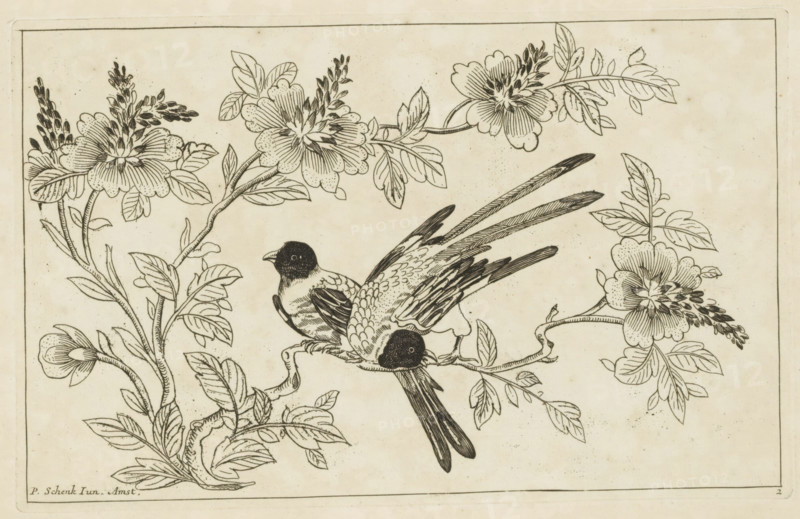 Two birds on a blossoming branch, Chinese flowers and birds, print, album page, ornamental print, Series number, 2, 6, Print is part of an album., printmaker: Pieter Schenk (II), Amsterdam, 1727 - 1775, paper, etching, height 162 mm x width 255 mm, flowers, birds, Chinese, trees (flowers, blossom, blossoming), A detailed ink drawing shows two small birds perched on intertwining branches surrounded by large blooming flowers and clusters of elongated buds, with finely rendered leaves and veined petals; the birds have dark heads, patterned wings, and long tail feathers, and the composition is framed by a thin rectangular border on a lightly aged background.