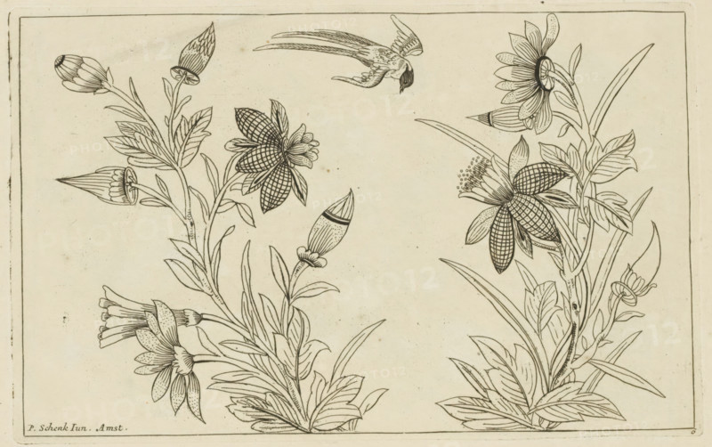 Two flowering bushes and a swallow, Chinese flowers and birds, print, album page, ornamental print, Series number, 6, Print is part of an album., printmaker: Pieter Schenk (II), Amsterdam, 1727 - 1775, paper, etching, height 162 mm x width 256 mm, flowers, Chinese, song-birds: swallow, A rectangular ink drawing framed by a thin border shows two tall flowering stems with multiple leaves and stylized blossoms, each flower drawn with patterned petals and detailed veining; a small bird with outstretched wings and long tail feathers appears above the flowers near the top center; buds and elongated seed pods are visible among the leaves, and some flowers have clustered stamens; the paper has a slightly aged, lightly speckled background.