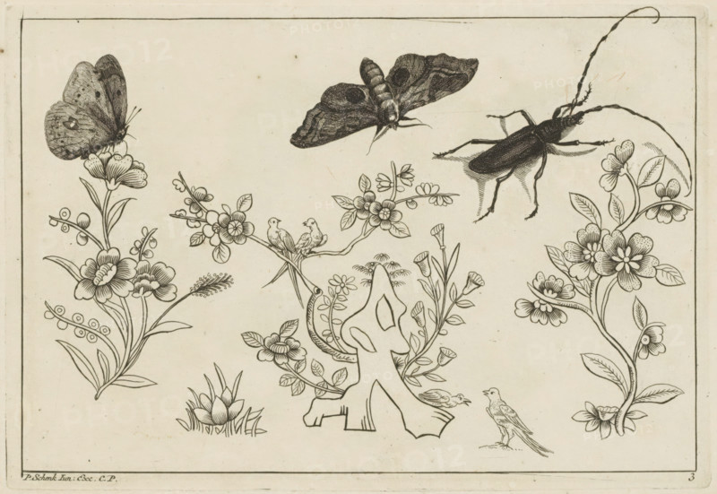 Three flower branches with birds, butterflies and an insect, Chinese flowers and insects, print, album page, ornamental print, Series number, 3, 6, butterflies and an insect with six legs and two antennae. Print is part of an album., printmaker: Pieter Schenk (II), Amsterdam, Leipzig, 1727 - 1775, unknown, grantor of privilege, paper, etching, height 168 mm x width 244 mm, flowers, Chinese, insects: butterfly, A rectangular printed panel shows detailed black line drawings on a light background, featuring floral branches with stylized blossoms and leaves arranged along the sides and bottom. Near the top left a perched butterfly rests on a flower, and toward the top center a moth is depicted in flight with patterned wings. A long-horned beetle with elongated antennae appears near the top right, positioned above the floral elements. Small birds are perched among the branches and near the center, and a standing bird is shown on the lower right. In the lower center an abstract carved shape ...