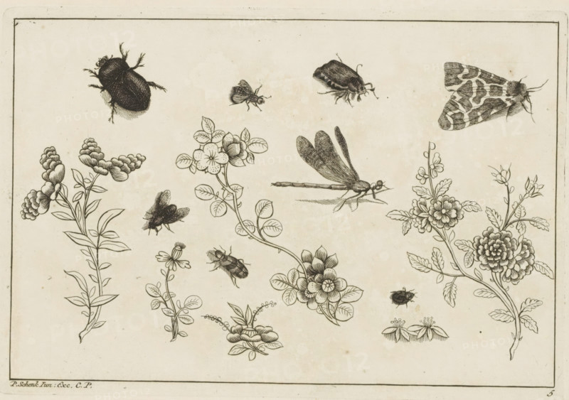 Flower branches with insects, Chinese flowers and insects, print, album page, ornamental print, Series number, 5, 6, Flower branches with various insects, including a fly, beetle, and moth. Print is part of an album., printmaker: Pieter Schenk (II), Amsterdam, Leipzig, 1727 - 1775, unknown, grantor of privilege, paper, etching, height 167 mm x width 244 mm, flowers, Chinese, insects: butterfly, insects: fly, A rectangular sheet with a thin double-lined border contains detailed black ink drawings of various insects and flowering plants arranged across the page; visible insects include a beetle with textured body and spiky legs, a patterned moth with folded wings, a dragonfly shown in profile with elongated body and veined wings, smaller flies and beetles in different positions, and clustered floral arrangements featuring stems, layered petals, rounded leaves, and buds, all rendered in fine line work and shading on a pale background.