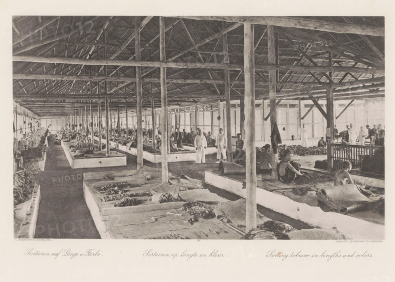 Sorting by length and color, Sorting barn of a tobacco plantation on Sumatra, photomechanical print, Part of Album with heliogravures of Sumatra's east coast., number: '30', photographer: Carl J. Kleingrothe, Sumatra, clichémaker: Johann Baptist Obernetter, Munich, in or before 1898, Carl J. Kleingrothe, Johann Baptist Obernetter, photographer, clichémaker, Bavaria, paper, photoaquatint, heliogravure, height 173 mm x width 287 mm, tobacco, barn, working class, laborers, A wide interior scene of a large open building with a high thatched roof supported by numerous wooden beams and vertical posts, long raised rectangular platforms arranged in rows filled with bundled plant material covered by woven mats, many people seated or standing on and between the platforms engaged with the material, a few individuals wearing light-colored clothing standing and facing the camera while others sit or bend over their work, hanging garments or items on some posts, windows or open panels along the far s...